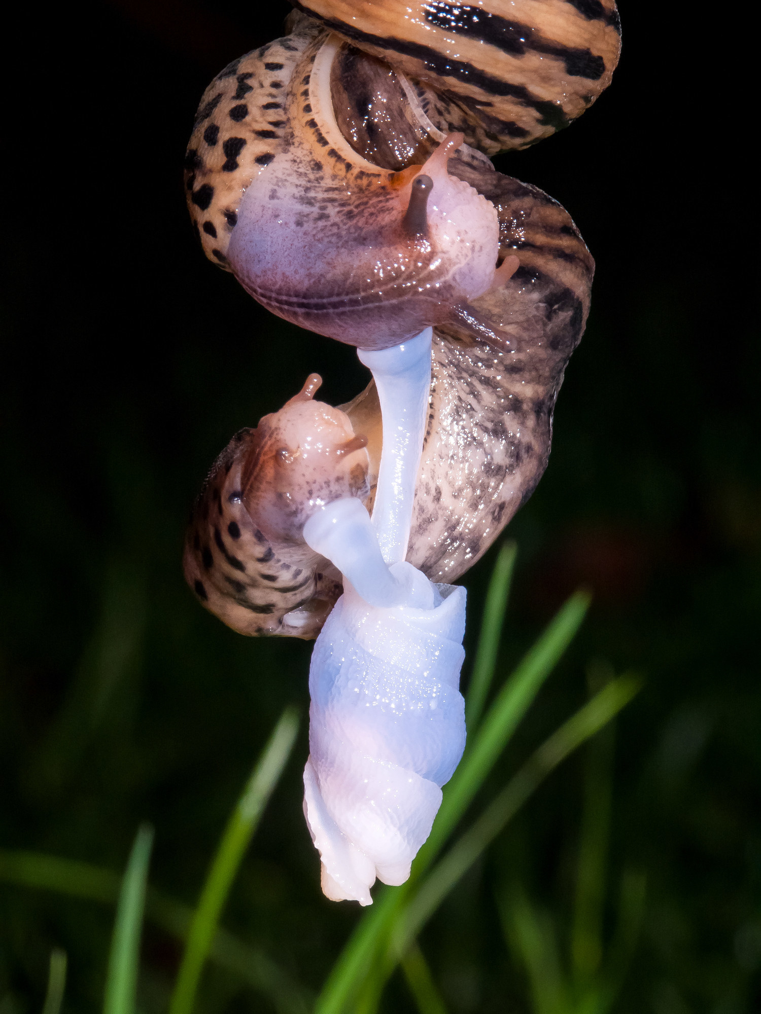 Two slugs hanging upside down from their mucus performing a mating ritual 