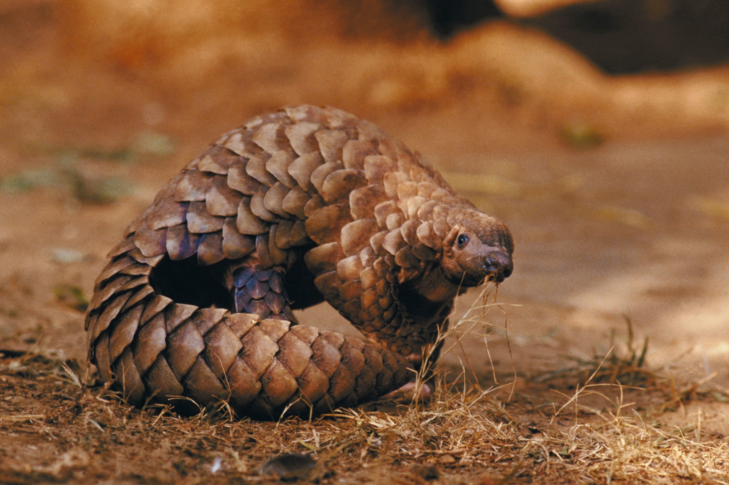 A scaly creature that camouflages with the dirt 