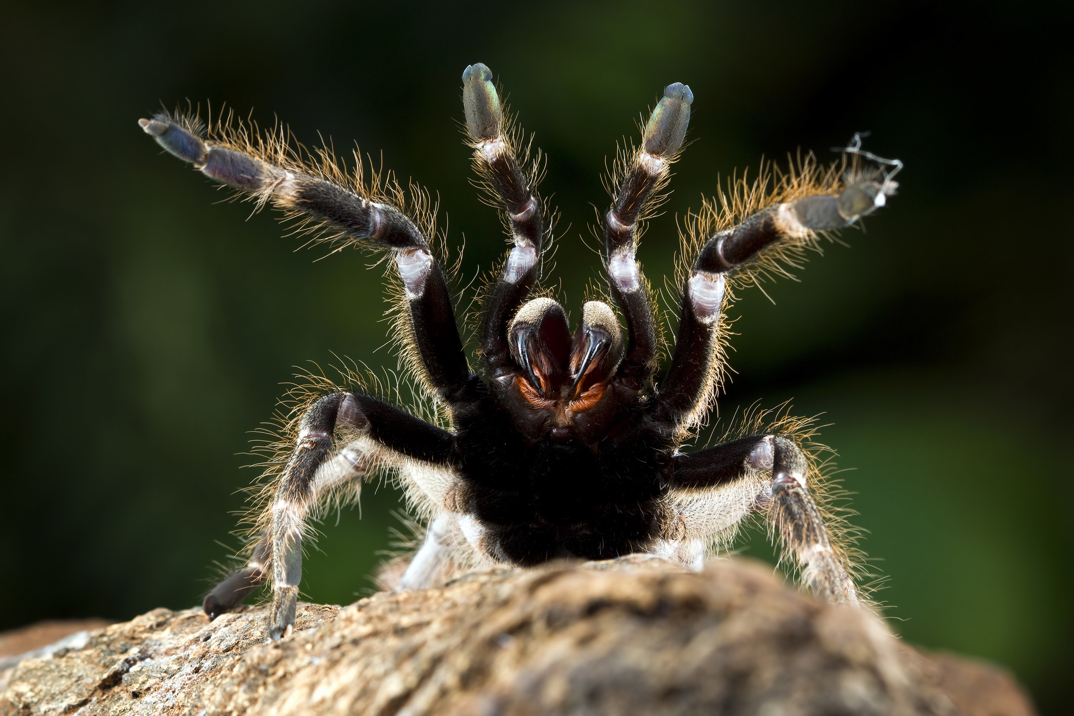 A tarantula holding up its front four legs and facing the camera