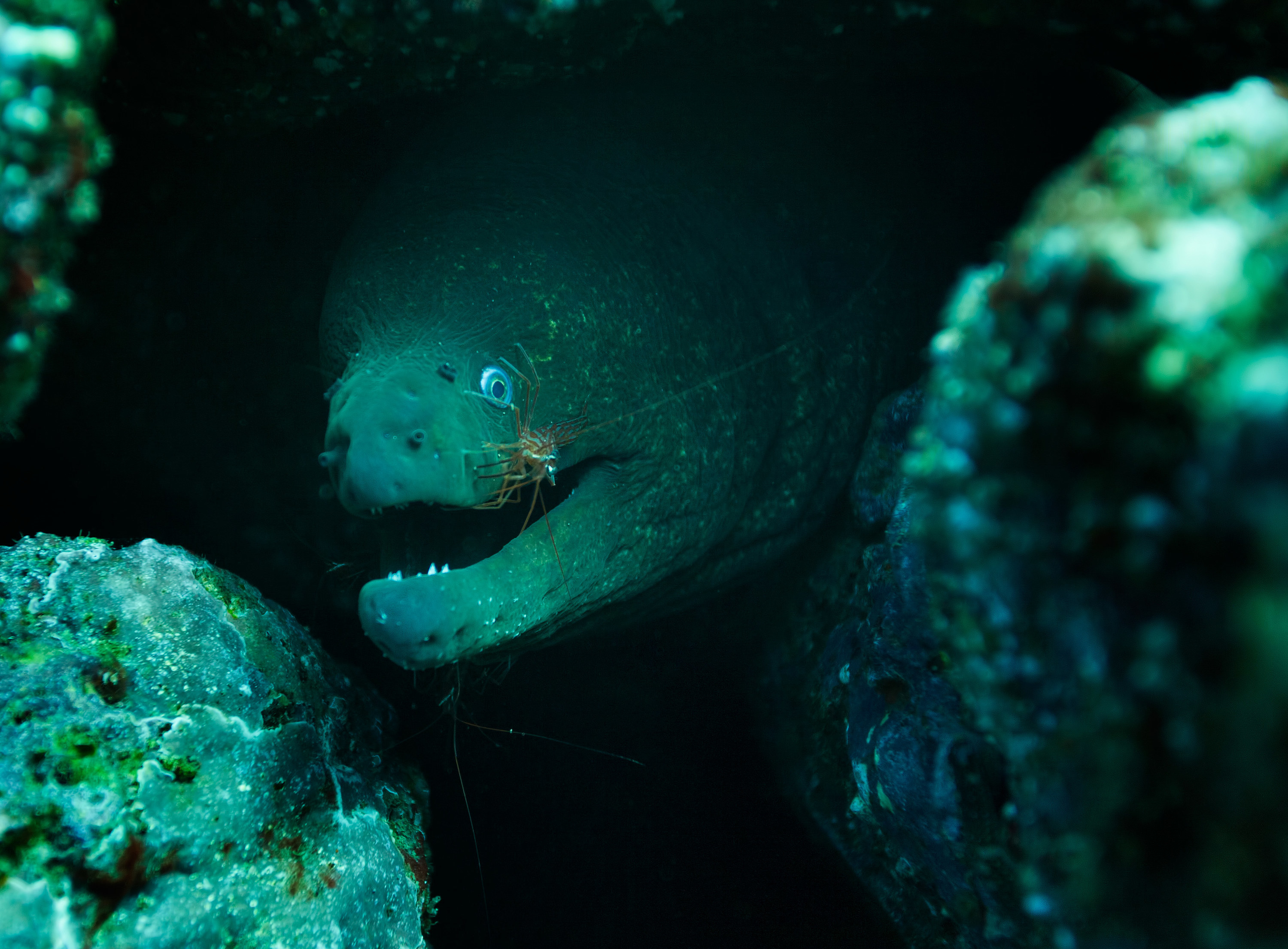 A shrimp grazing the skin of an eel tucked in between some rocks