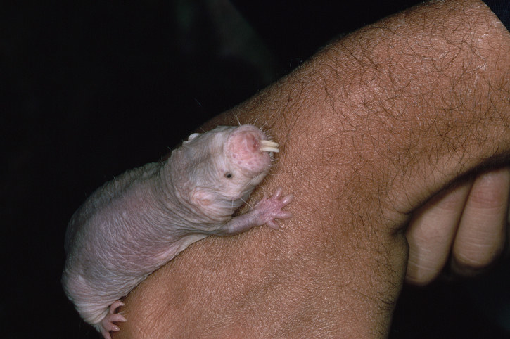A hairless rat with two front teeth sticking out of its face