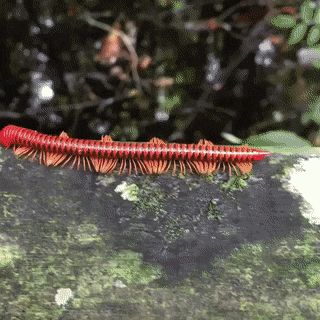 A millipede scurrying away