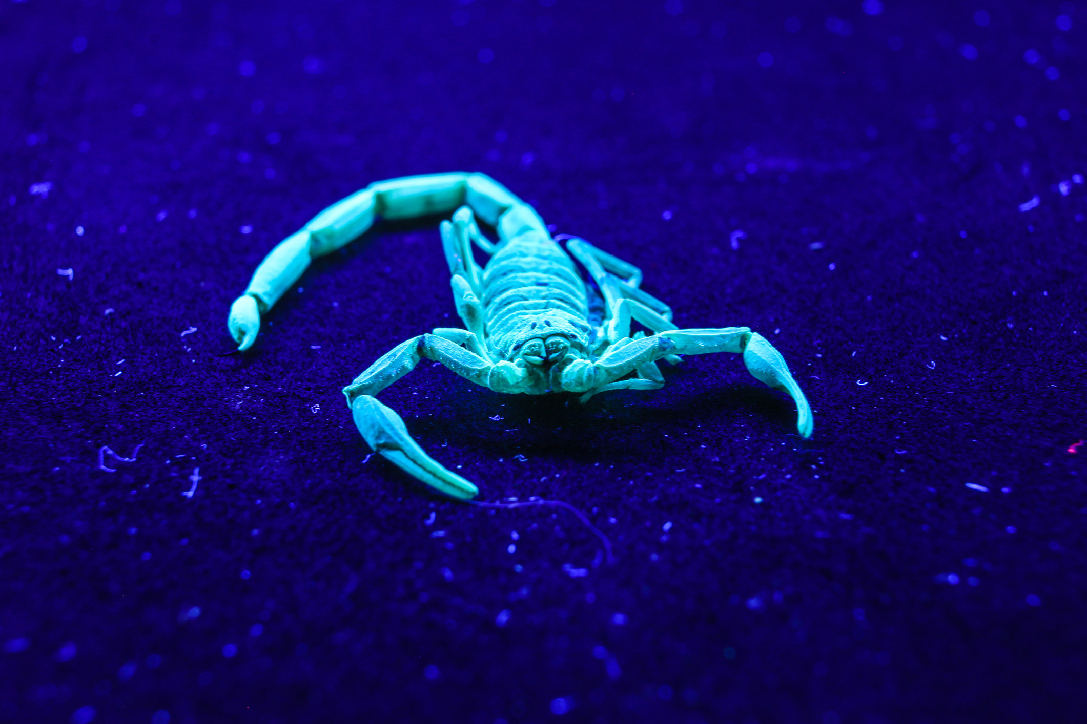 A scorpion that is glowing under ultraviolet lights