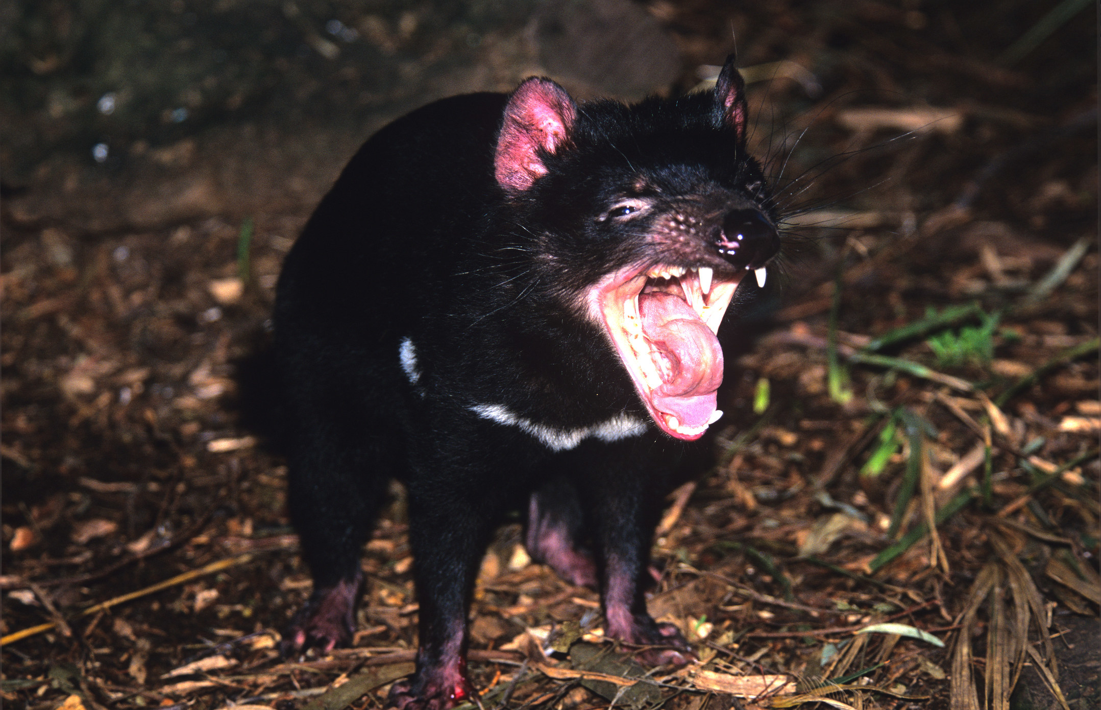 A Tasmanian devil opening its jaw and showing its sharp teeth