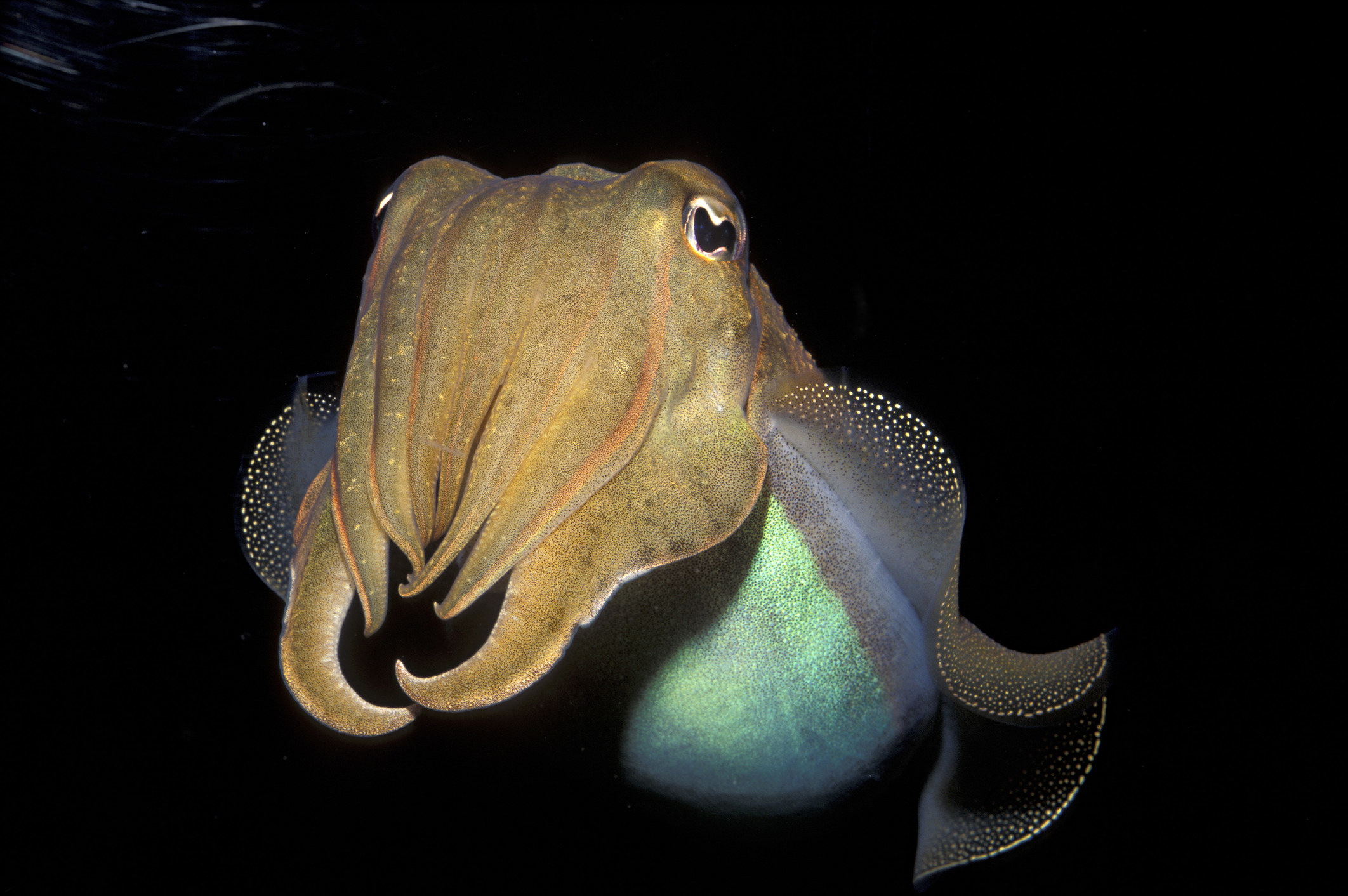 An octopus looking fish droopy eyes and fins that look like a beard 