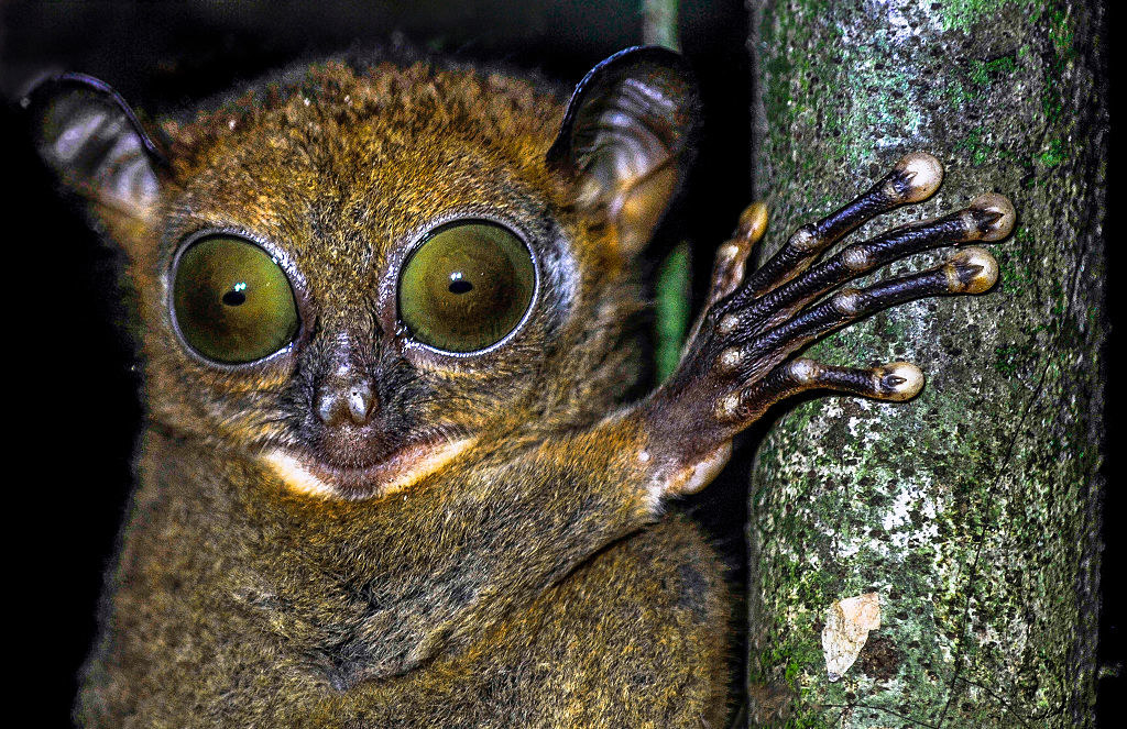 A tiny creature, whose eyes take up 25% of its body, gripping a small branch