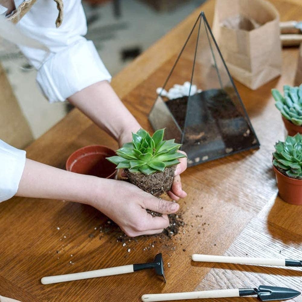 A person using the kit to transplant a succulent
