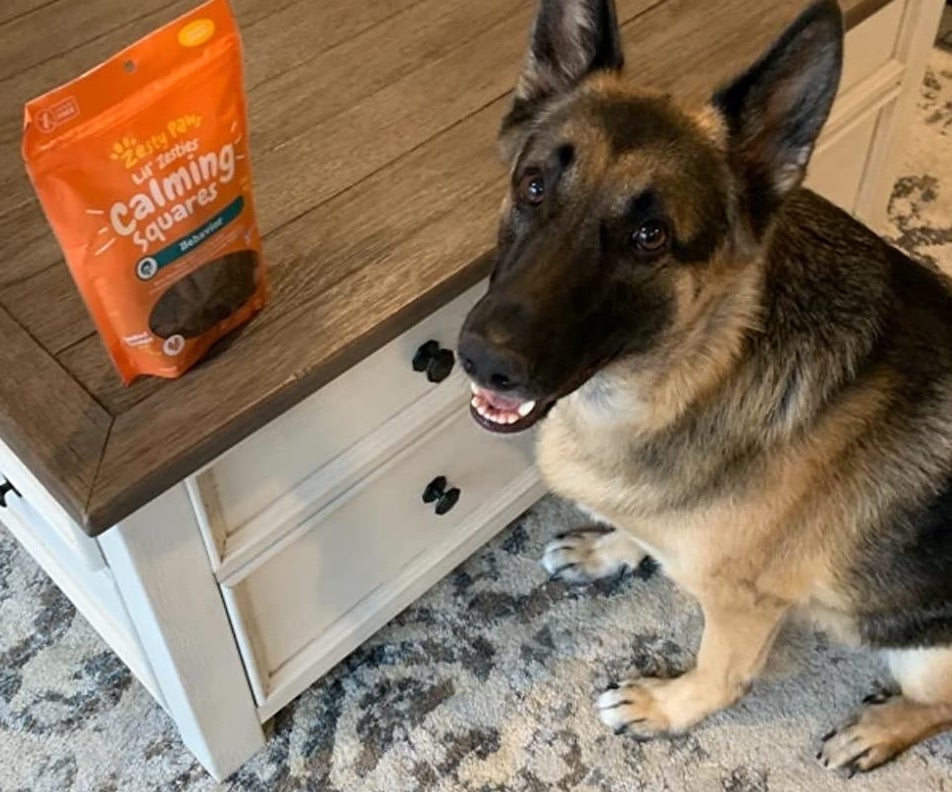 reviewer&#x27;s German Shepard grinning next to a bag of the calming squares