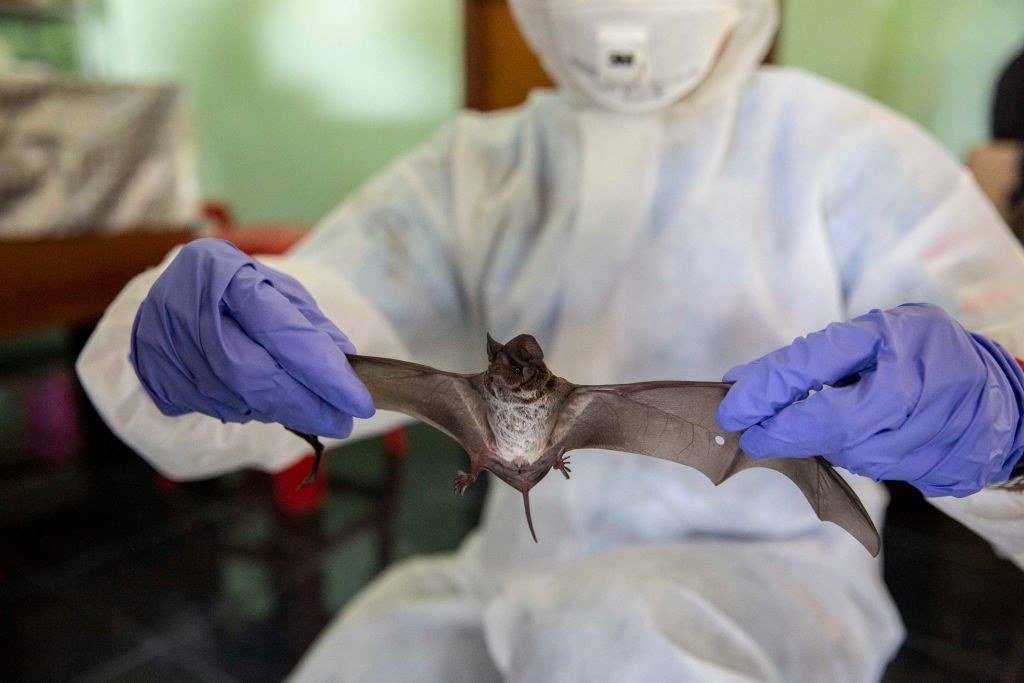A scientist wearing gloves and a full-body protective outfit holds up a bat by its wings