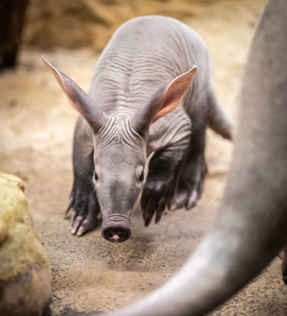 A pig looking creature with a more narrow face and no fur