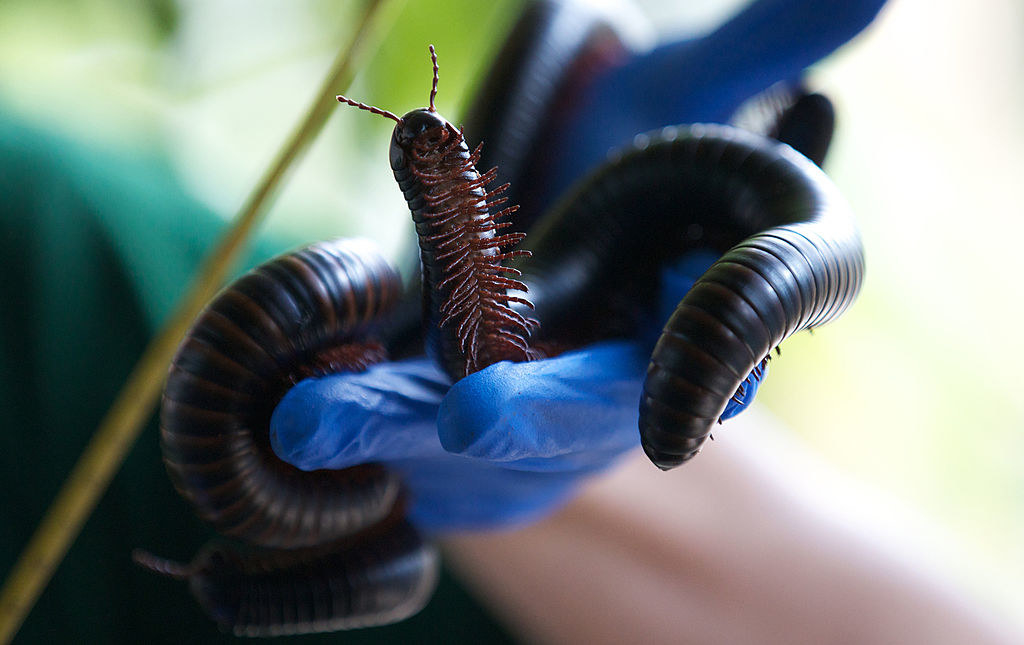 A thick worm looking creature with hundreds of legs