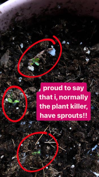 a BuzzFeed editor's sprouting plants in dirt captioned 