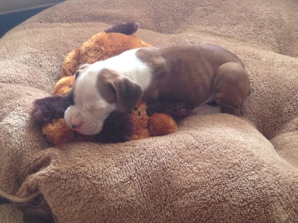 27 Pet Products On Amazon With Impressive Review Photos