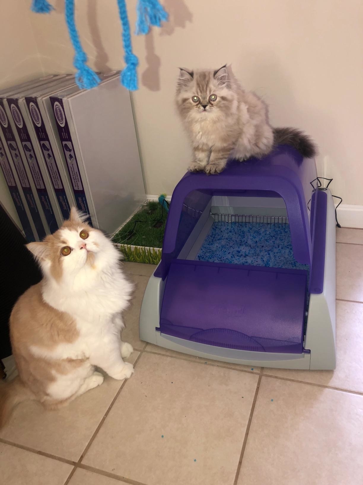 Review photo of cats enjoying the purple front-entry self-cleaning litter box