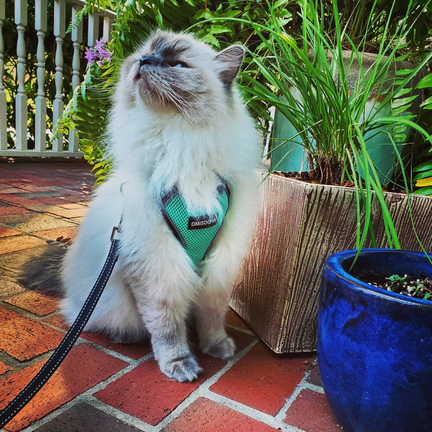 Review photo of cat enjoying the cyan body harness and leash set