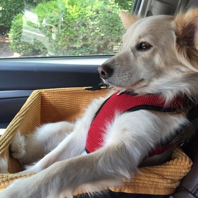 Review photo of dog enjoying the black and orange car seat
