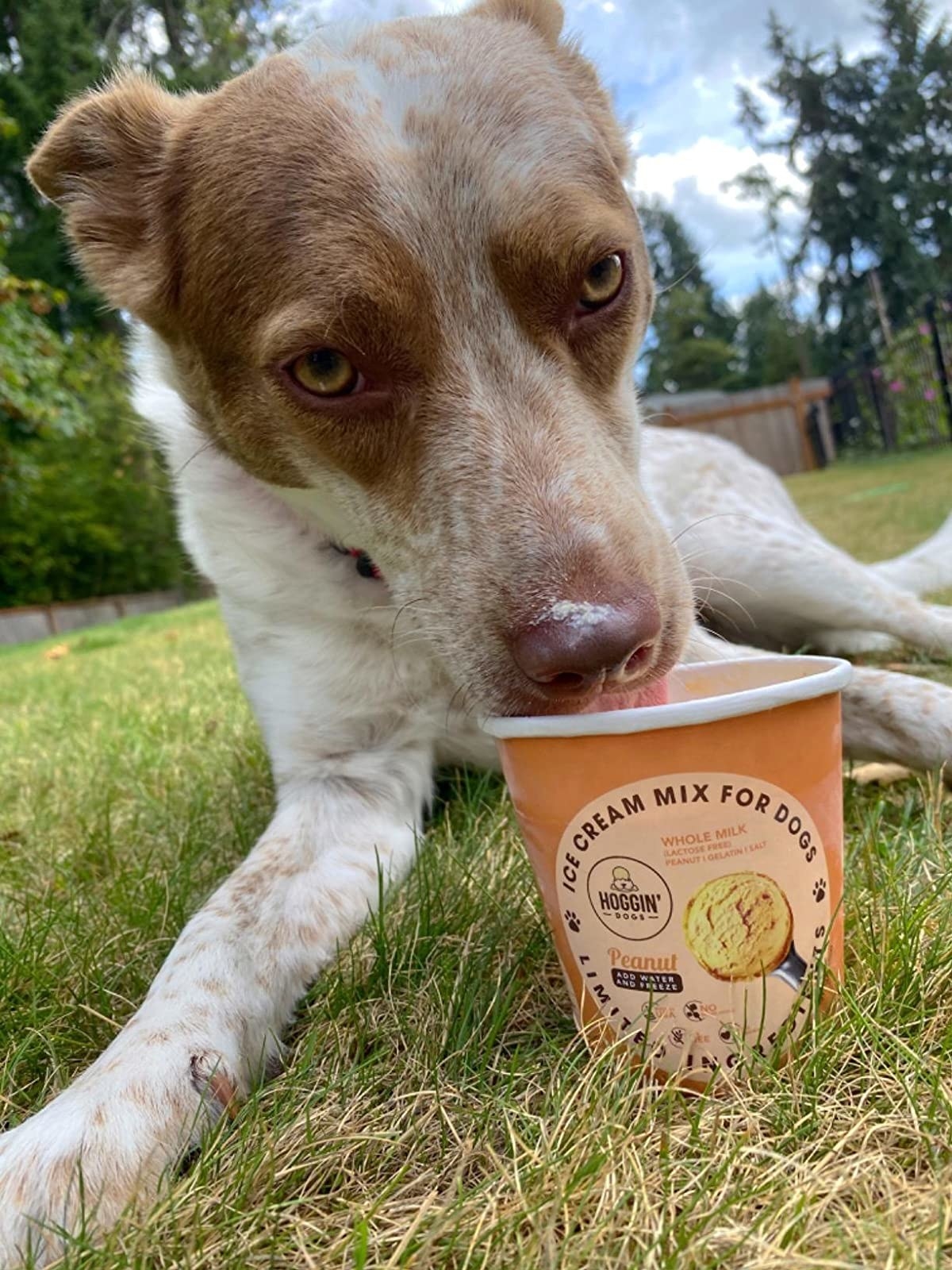 Review photo of dog enjoying the ice cream mix for dogs