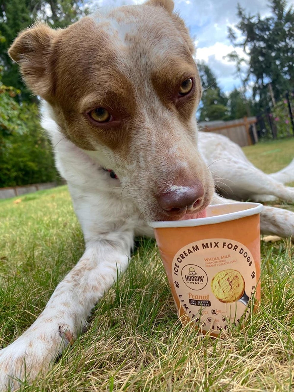 27 Pet Products On Amazon With Impressive Review Photos