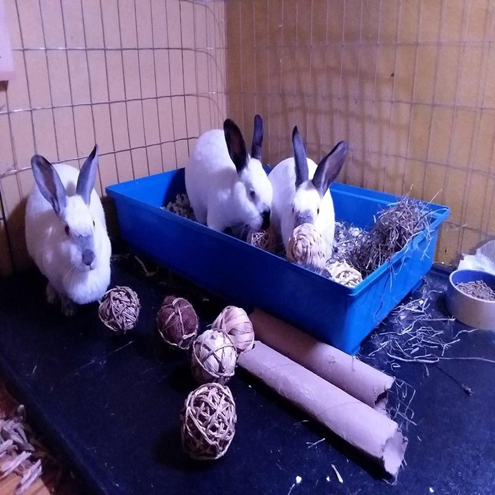 27 Pet Products On Amazon With Impressive Review Photos