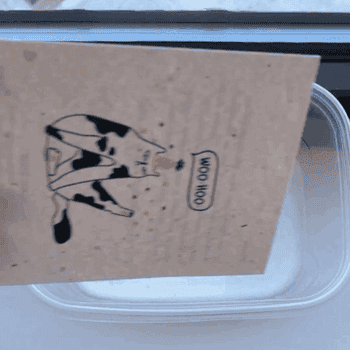 gif of buzzfeed editor's cat card being placed in a container of water