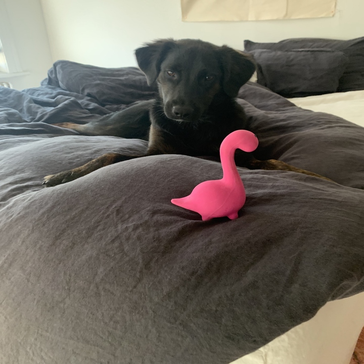 the pink squeaky dinosaur toy with my dog on a bed