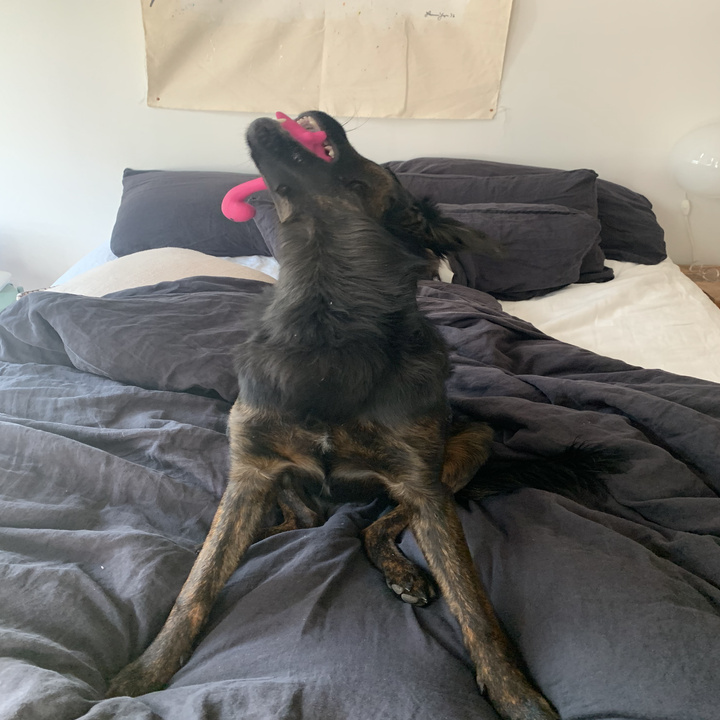 my dog with the dinosaur toy in its mouth