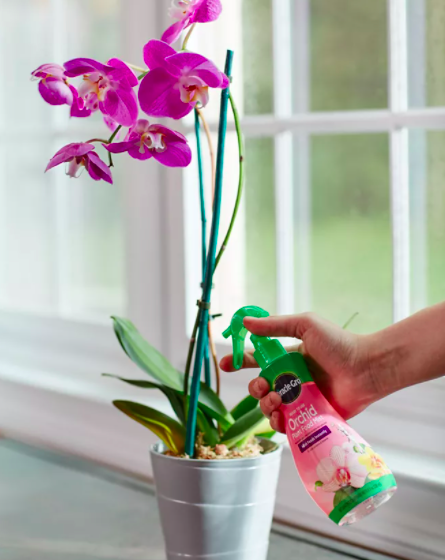 Someone spritzing the orchid food into a pot