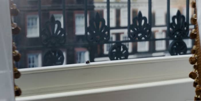 A bee on a window sill