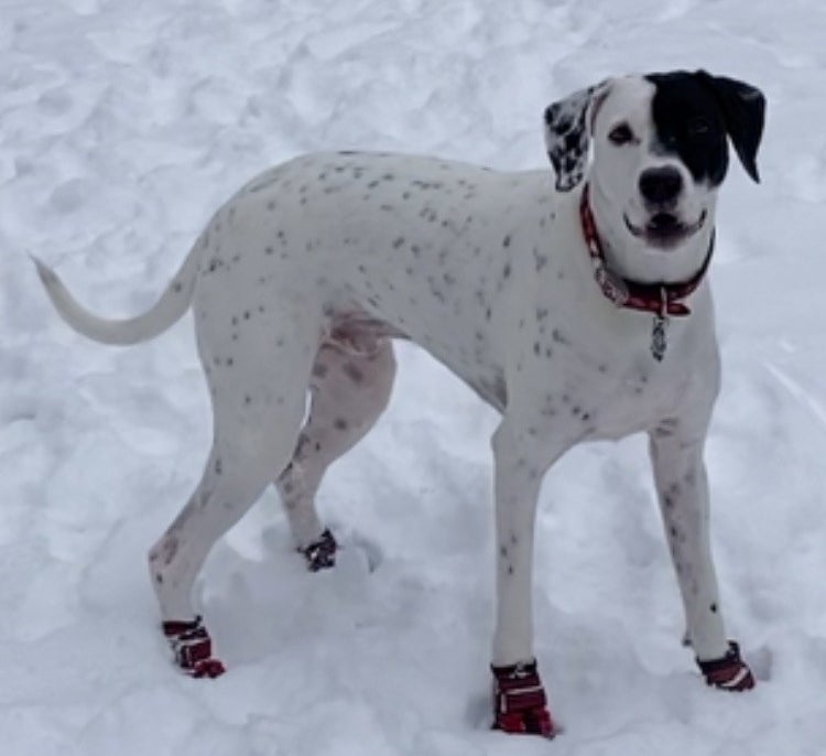 Review photo of dog wearing the booties