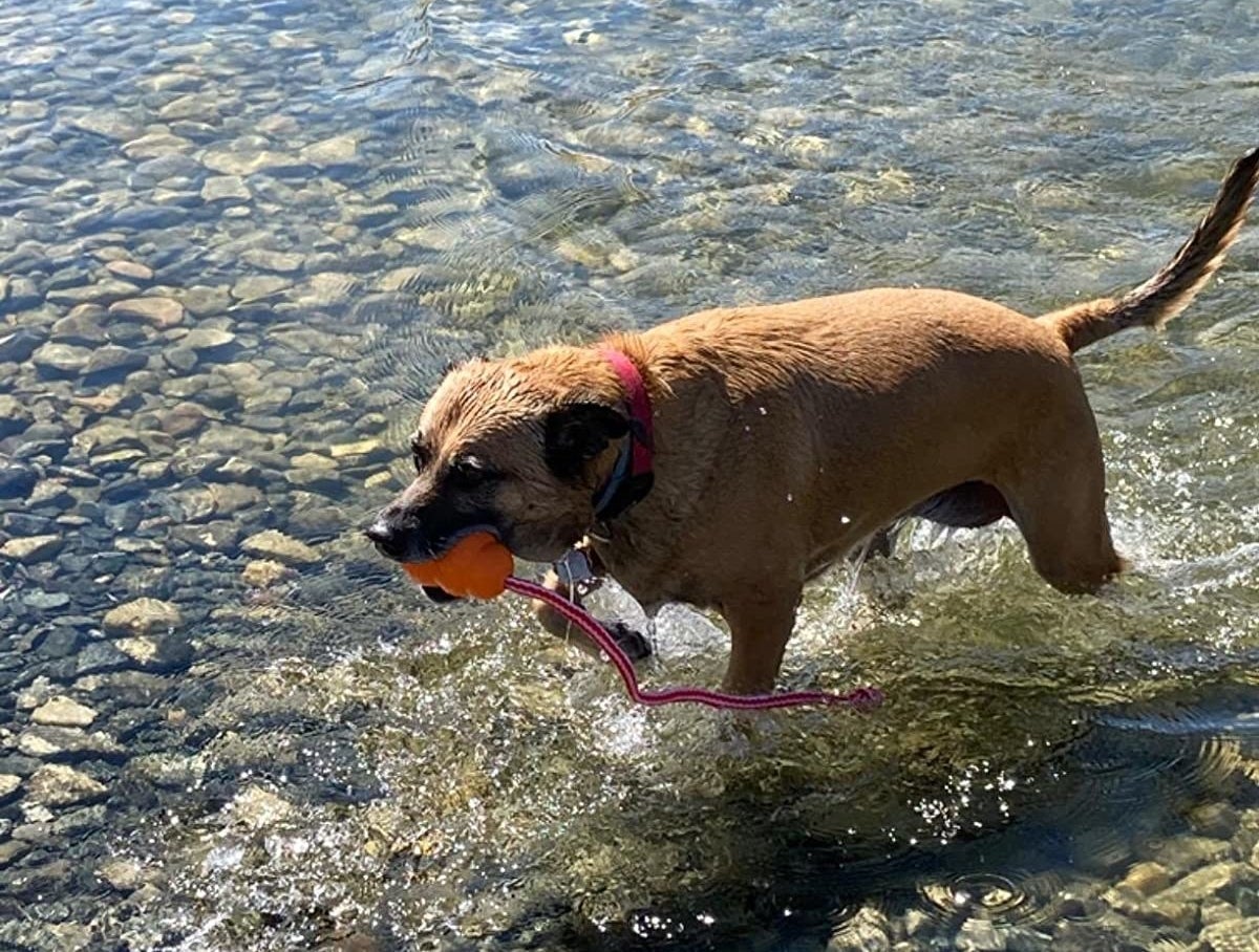 Review photo of dog enjoying the floating fetch Kong toy