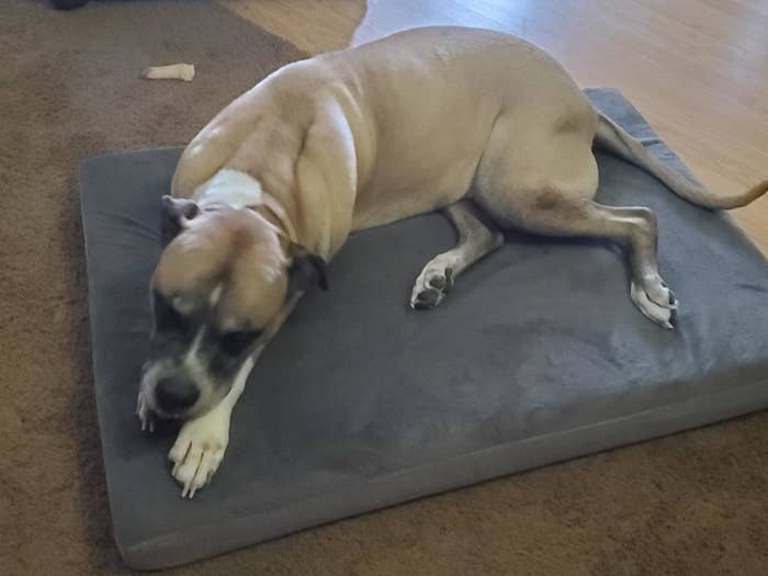 A Mastiff lying on the bed in gray