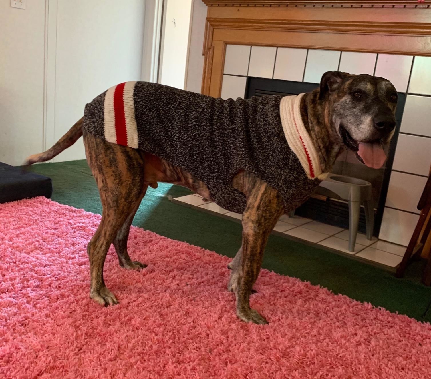 The sweater, which is gray, with white-and-red stripes around the neck and tail