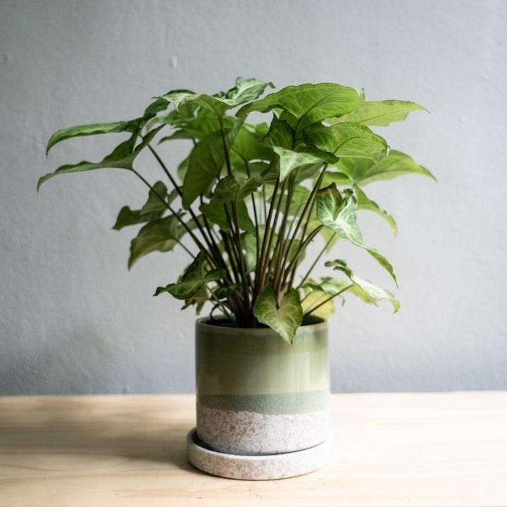 20 Best Etsy Plant Shops Every Plant Parent Will Love