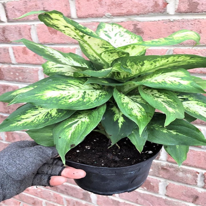 20 Best Etsy Plant Shops Every Plant Parent Will Love