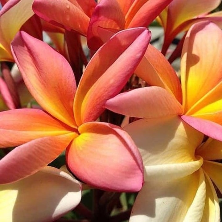 20 Best Etsy Plant Shops Every Plant Parent Will Love