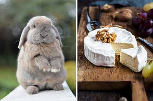 On the left, a bunny standing on its back legs, and on the right, some baked Camembert topped with walnuts