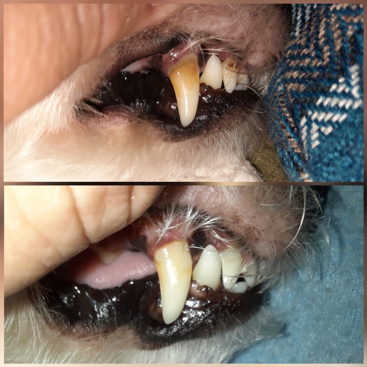 Before and after of dog's dark yellow canine that looks significantly whiter and has much of the plaque removed