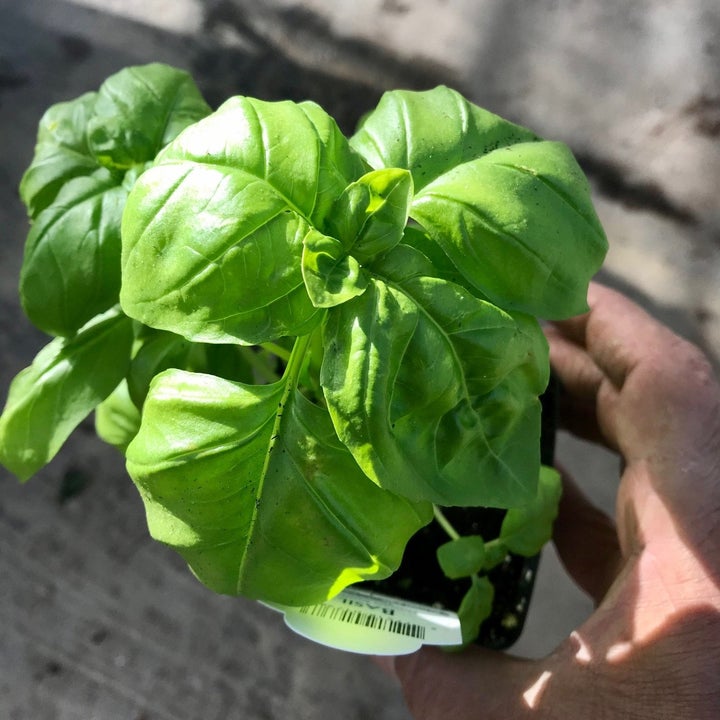 20 Best Etsy Plant Shops Every Plant Parent Will Love