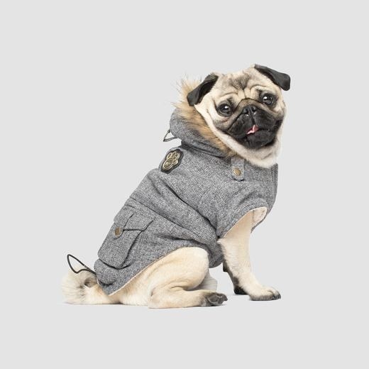 pug wearing parka