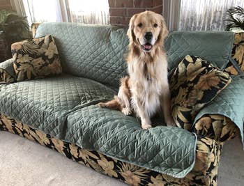 golden retriever sitting on couch cover