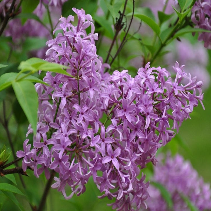 20 Best Etsy Plant Shops Every Plant Parent Will Love