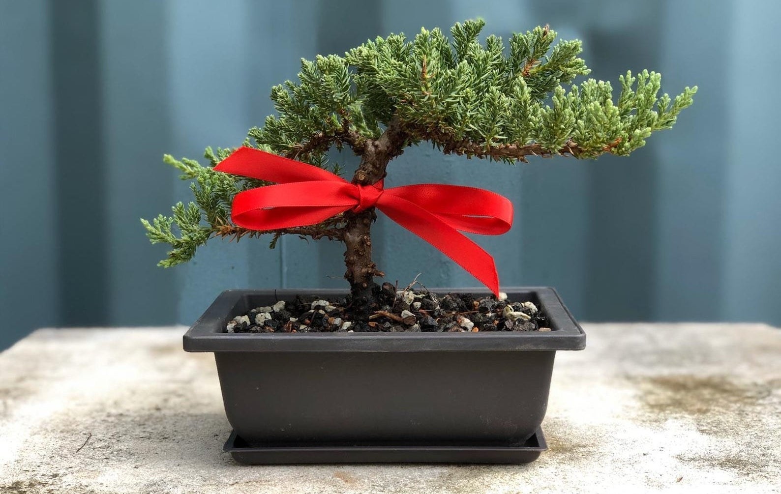 A potted juniper bonsai tree with a red ribbon tied around the trunk 