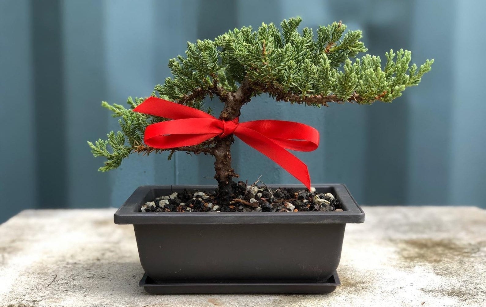 A potted juniper bonsai tree with a red ribbon tied around the trunk 