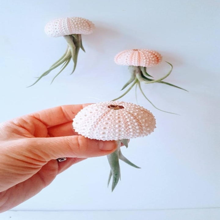 20 Best Etsy Plant Shops Every Plant Parent Will Love