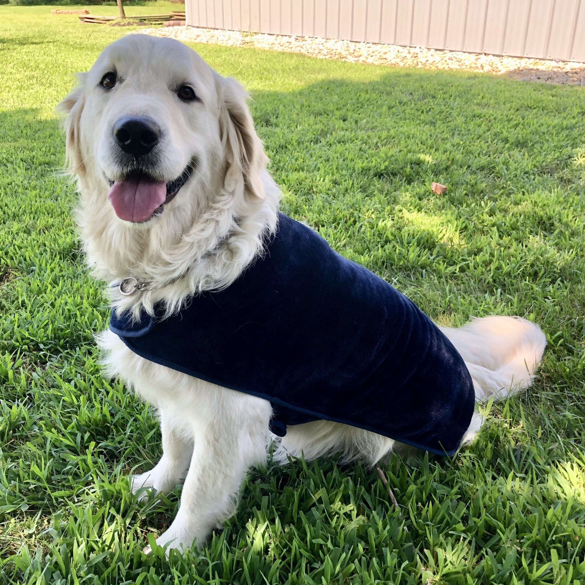 Large golden retriever wearing the blue poncho