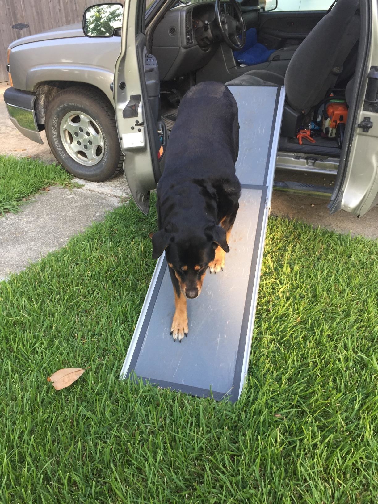 A dog walks down the fully extended ramp, which is metal