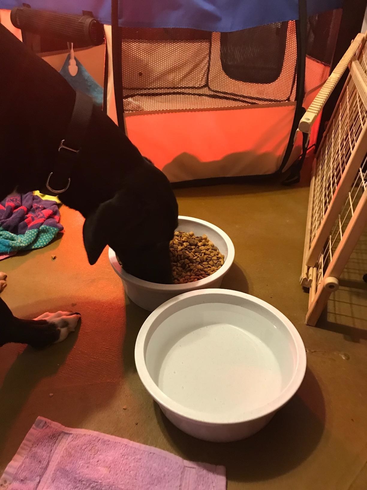 A dog eats from the large bowl