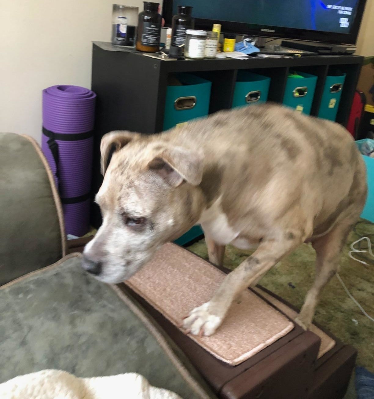 A dog climbs the stairs, which have a textured, carpeted surface, to the bed