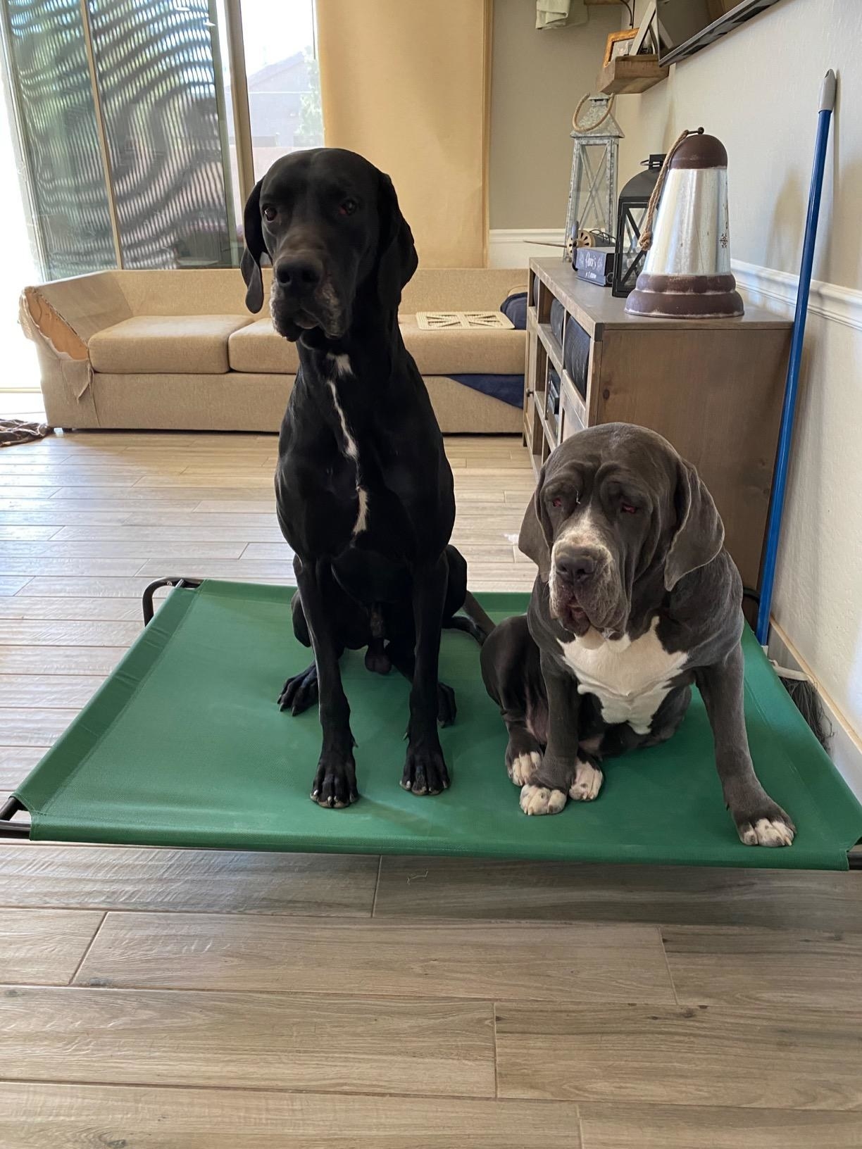 Two large dogs sit comfortably on the bed, which is elevated and has a metal frame