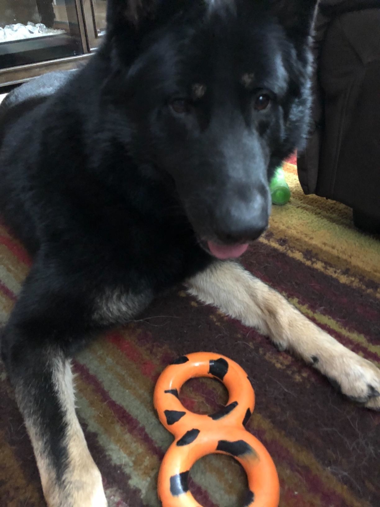 A German Shepherd with the toy, which is shaped like a figur 8